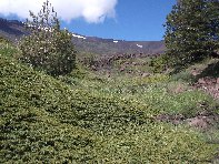 rrente Quarantore-20100606 069